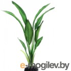    Barbus   / Plant 050/20 ()