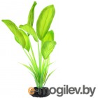    Barbus   / Plant 037/50 ()