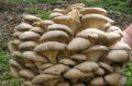 Вешенки: как вырастить один из самых полезных грибов