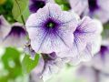 Секреты ухода за петунией – королевой цветочных клумб